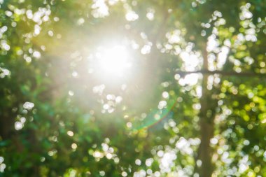 Yaz aylarında derin ormanda uzun ağaçlar ile güneş ışığı kirişli bulanık bokeh