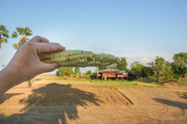 Wanita Memegang Jagung Manis Dengan Lahan Pertanian — Stok Foto