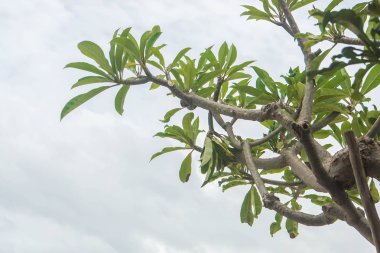 büyük ağaç yakından büyümek bulutlu gökyüzü ile plajda