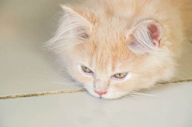 yerde yatarken uykulu ve bıkkın yüz ile Şirin genç Farsça kedi kadar yakın