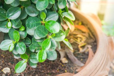 sabah güneş ışığı ile tencerede yeşil bitki yaprakları kadar kapatın