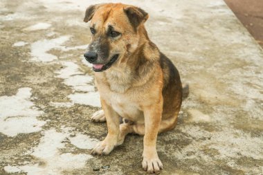 Tay yerel köpek açık ağzı kapatmak