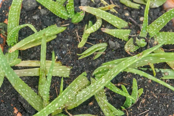 Close Van Bovenaanzicht Groene Verse Aloë Vera Groeien Bodem Pot — Stockfoto