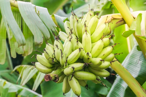 Racimo Plátano Verde Listo Para Cortar Para Vender — Foto de Stock