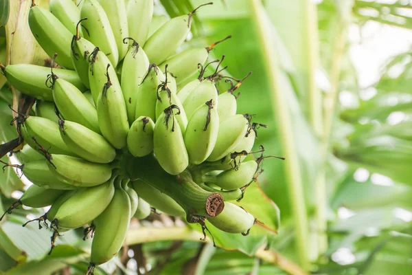 Racimo Plátano Crudo Verde Listo Para Cortar Para Vender — Foto de Stock