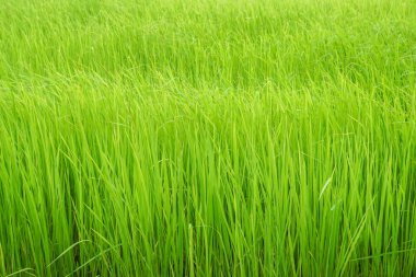 yakın çekim yeşil pirinç büyümek paddy grupta yağışlı sezon