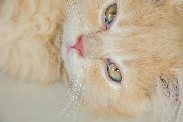바닥에 귀여운 파스텔 페르시아 고양이의 잠자는 클로즈업 — 스톡 사진