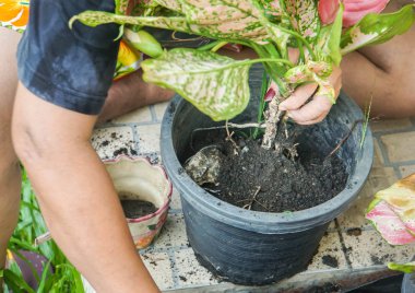 seçici odak yakın ev karısı kadar küçük bitki tencerede evde büyümek