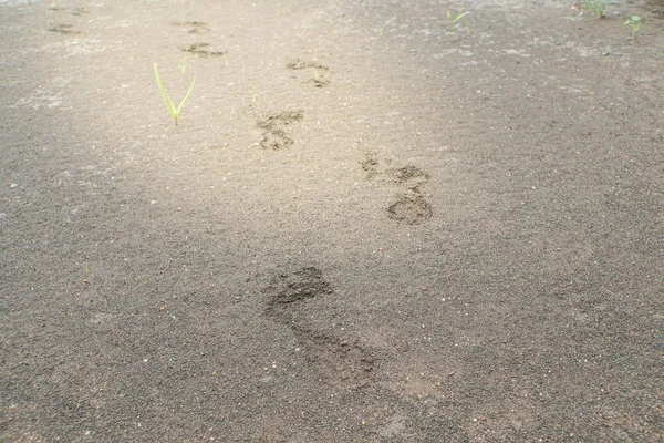 human footprints on soil ground in bright effect