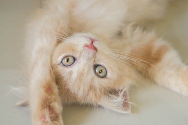 seçici odak mavi gözler için şirin Farsça onur