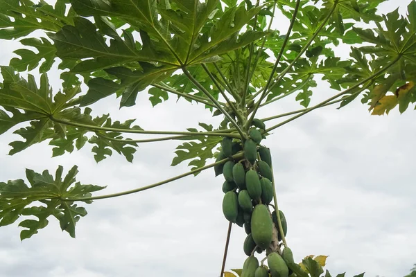 Primer Plano Alto Productivo Árbol Papaya — Foto de Stock