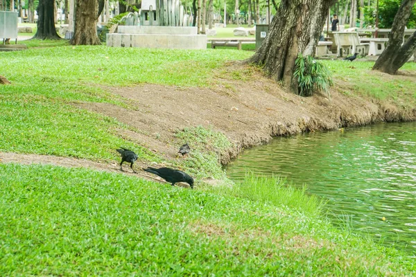 Μαύρο Κοράκι Στην Αυλή Κοντά Στη Λίμνη Καταπράσινο Πάρκο — Φωτογραφία Αρχείου