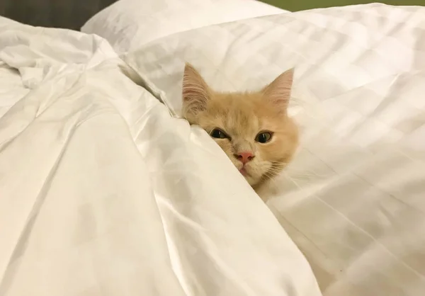 Pequeno Gatinho Persa Sono Branco Pessoas Cama Cobertor — Fotografia de Stock