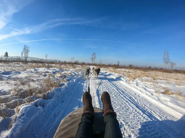 Zapatos Botas Invierno Mujer Cerca Trineo Husky Siberiano Irkutsk Rusia — Foto de Stock