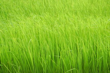 Yeşil pirinç tarlasını kapatın yağmur mevsiminde çeltik tarlasında yetişin