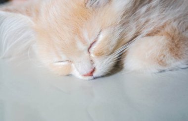 gündüz uyuyan sevimli Farsça kedi yüz kadar yakın