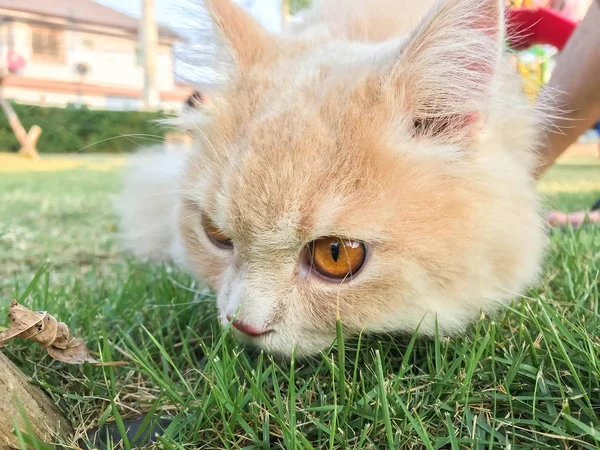 Закрыть Симпатичную Смешную Оранжевую Персидскую Кошку Зеленой Лавке Заднем Дворе — стоковое фото