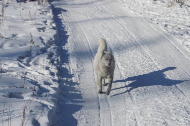 Beyaz tüylü köpek karlı yolda koşar