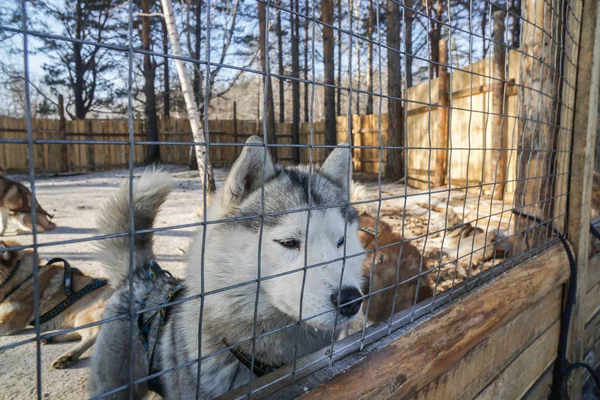 Niedlicher Sibirischer Husky Hund Käfigbauernhof Winter — Stockfoto