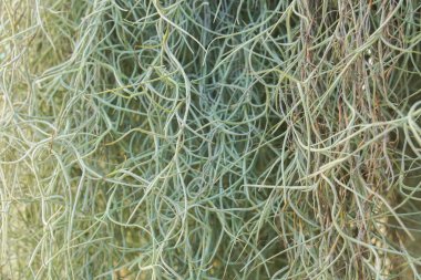 kapalı küçük dağcı tesisleri kapatmak