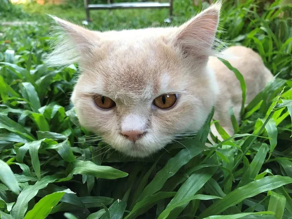 Закрыть Лицо Симпатичной Персидской Кошки Сидящей Зеленом Заднем Дворе — стоковое фото