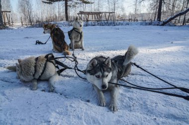 Sibirya Husky köpekler kar ve buz üzerinde kızak çekmek için