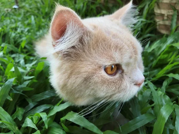 かわいい若いペルシャの猫は緑の裏庭に座っている間 彼の顔を回します — ストック写真