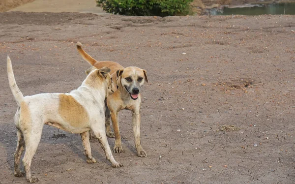 Δύο Ταϊλανδικά Σκυλιά Παίζουν Λασπωμένο Έδαφος — Φωτογραφία Αρχείου