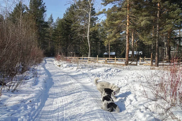 Dos Perros Activos Camino Nevado Selva Invierno — Foto de Stock