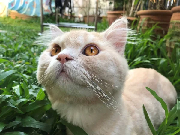 かわいい若いオレンジ色のペルシャ猫の顔に選択的な焦点は ベーキングヤードで緑の草の上に座って — ストック写真