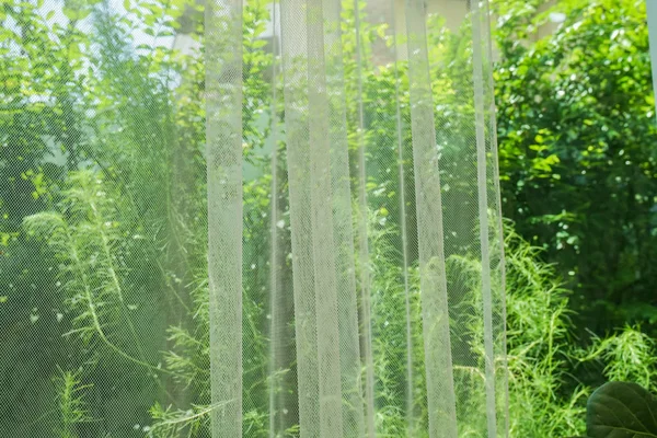 Белый Прозрачный Занавес Зелеными Растениями Саду — стоковое фото