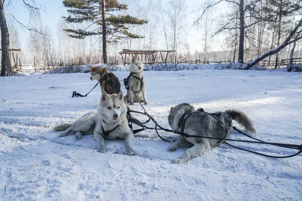 Lindo Jóvenes Perros Husky Siberianos Para Trineo Irkutsk Rusia — Foto de Stock