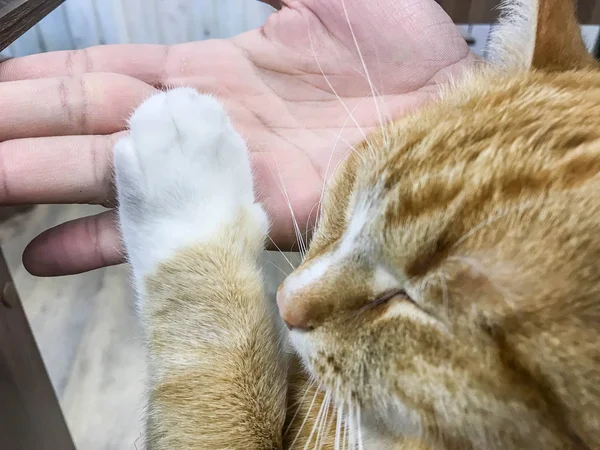 Close Cute Orange Cat Places His Paw Owner Hand Trust — Stock Photo, Image