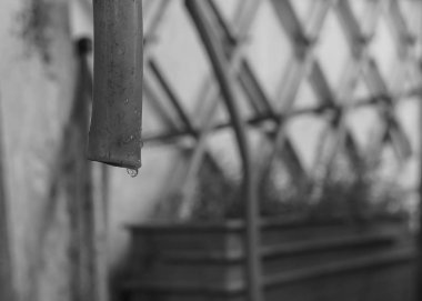 Küresel ısınmada kuraklık sorunu olarak Ev bahçesinde kauçuk tüp B&W su damlaları