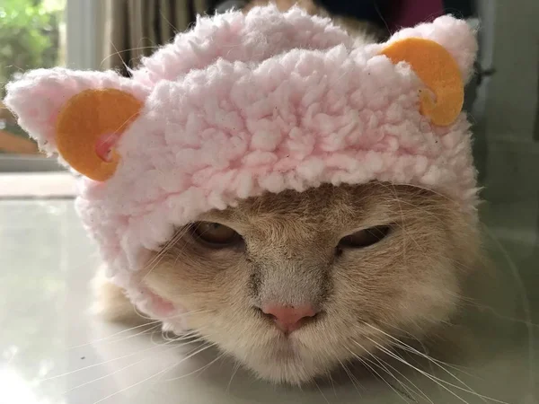 Oranje Perzische Kat Met Schattige Roze Gebreide Muts — Stockfoto