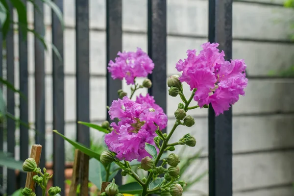blooming purple flower in home garden in spring