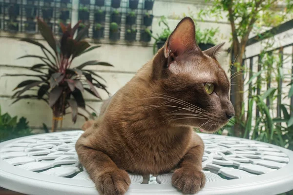 Primer Plano Tailandés Marrón Gato Cara Puesta Mesa Blanca Jardín — Foto de Stock