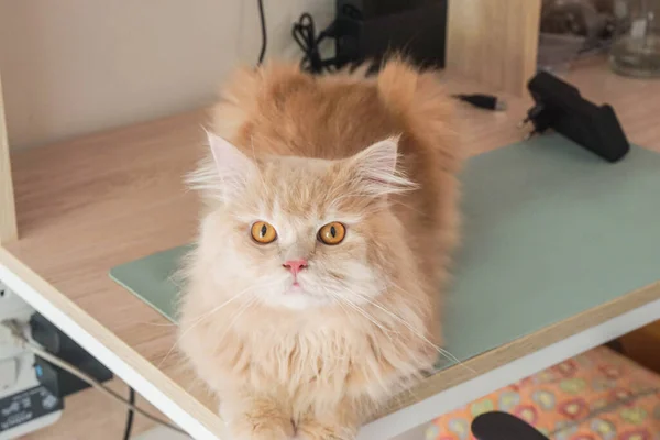 Selective Focus Curious Cute Persian Cat Sit Table — Stock Photo, Image