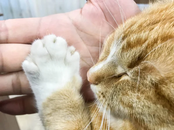 選択的焦点猫眠い顔を所有者の手に足を置く — ストック写真