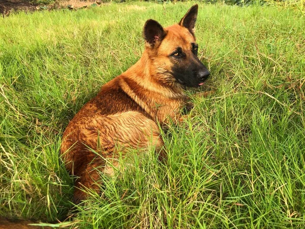 Cute Young German Shepherd Play Green Backyard — Stock Photo, Image