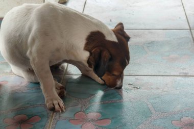 Seçici beyaz köpek yavrusu bacağı otur ve yeri yala