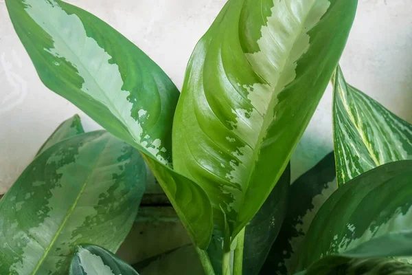 selective long green leaves texture in tropical garden