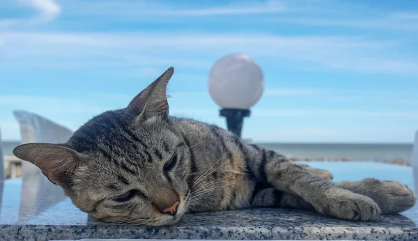 Bonito Sonolento Preguiçoso Gato Deitado Mesa Perto Praia — Fotografia de Stock