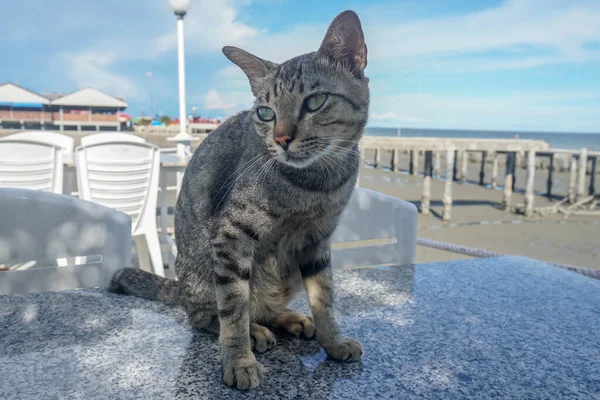 Curioso Gato Sin Hogar Sienta Mesa Mármol Playa Del Mar — Foto de Stock