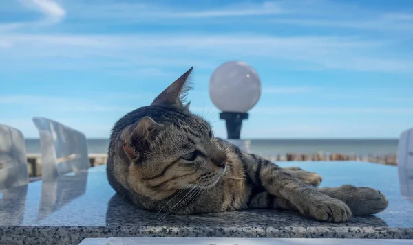 海辺の大理石のテーブルの上に寝そべってる可愛いヤング怠惰猫 — ストック写真