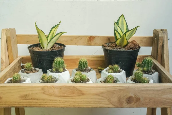 Cactus Verde Plantas Pequeñas Crecen Maceta Pequeña Casa Jardín Aire —  Fotos de Stock