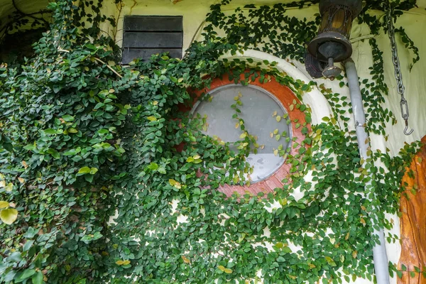 Vintage House Exterior Decorated Ficus Pumila Plants — стоковое фото