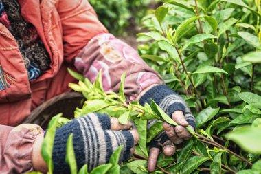 Çay toplama alt yaprakları