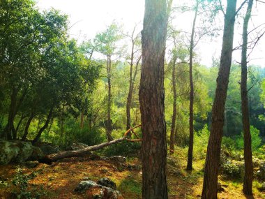Manzara. Doğa. Alçak tepeler. Mavi gökyüzü. İğne yapraklı orman. Duvar kağıdı