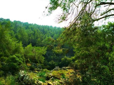 Manzara. Doğa. Alçak tepeler. Mavi gökyüzü. İğne yapraklı orman. Duvar kağıdı